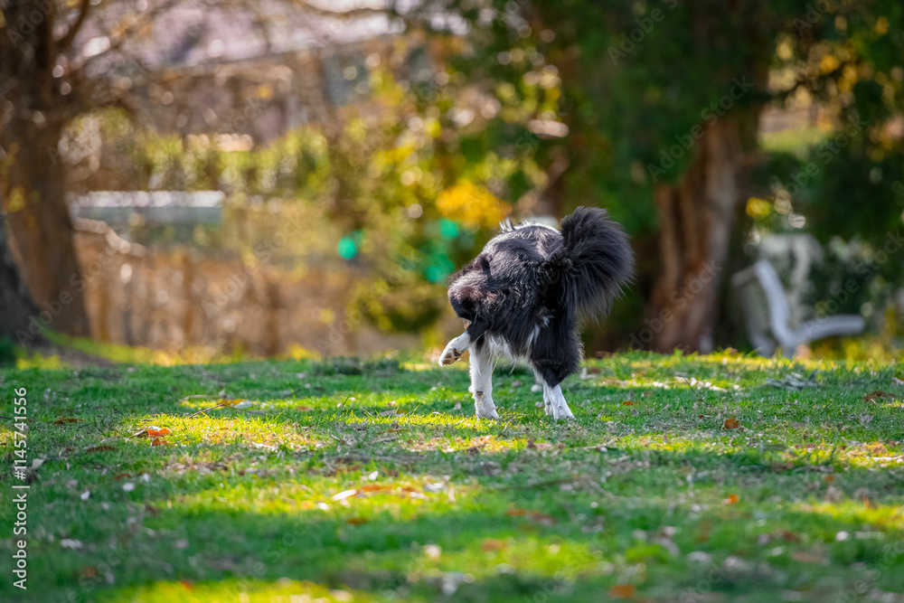 Male Border Collie dog peeing on grass off leash in dog park