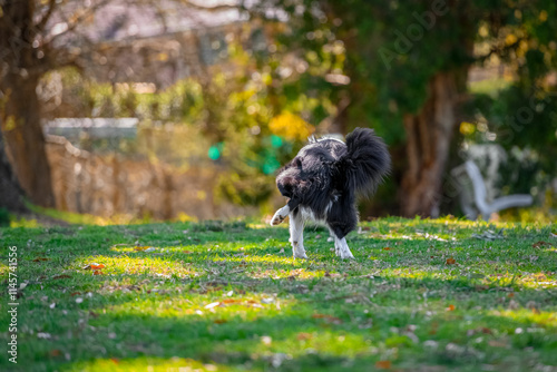 Obraz na płótnie Male Border Collie dog peeing on grass off leash in dog park w salonie