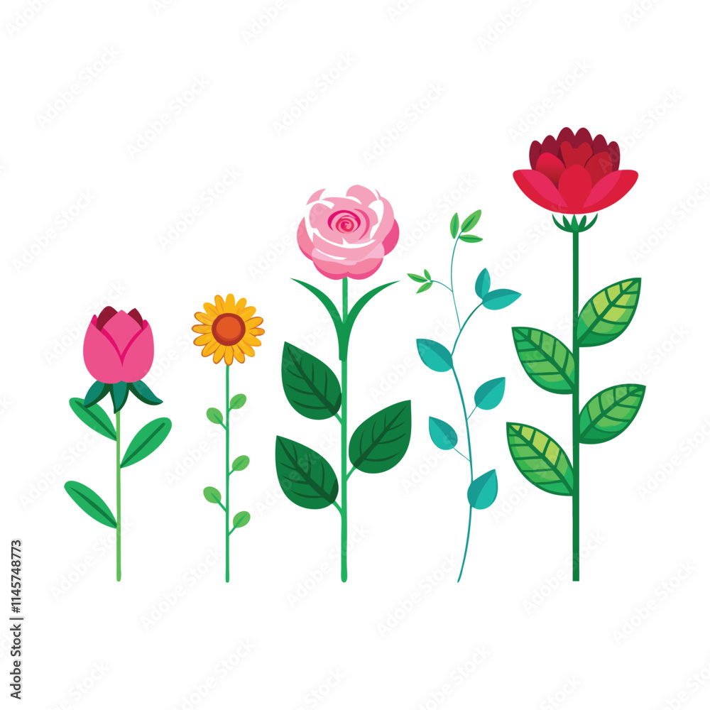 Fototapeta premium Flower growth stages isolated vector art illustrator