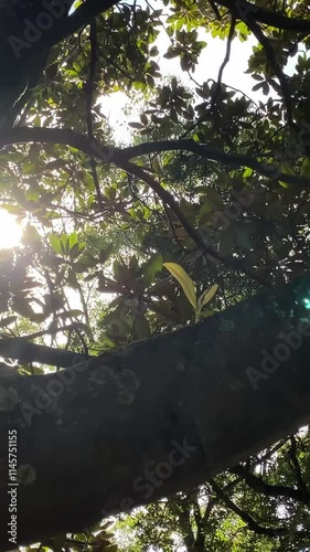 二股の太い木の枝から射す木漏れ日　縦動画