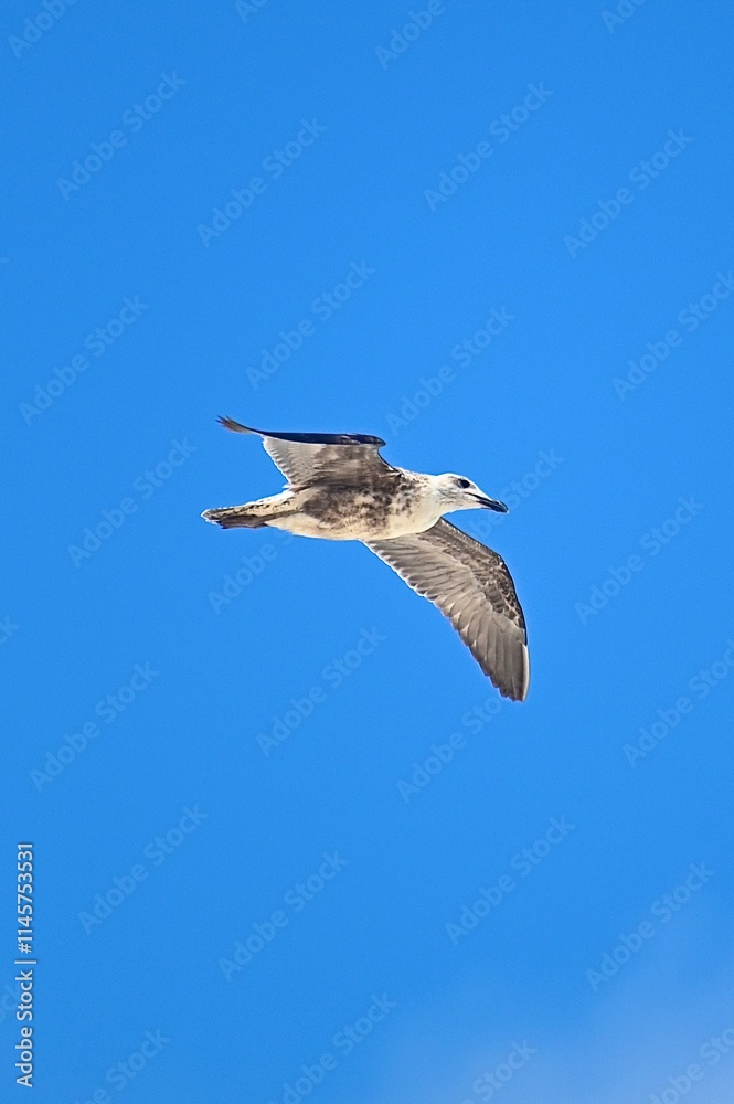 seagull in flight seagull in flight