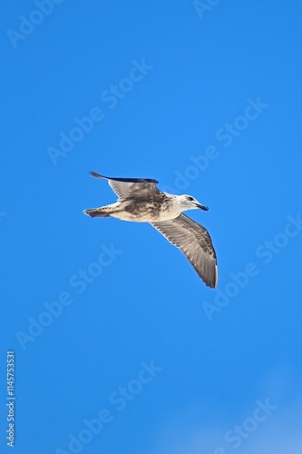 seagull in flight