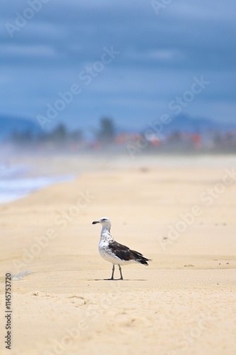 seagull on the beach