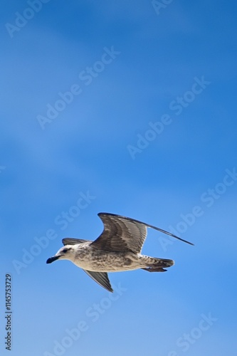 seagull in flight