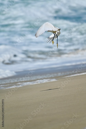 seagull on the beach