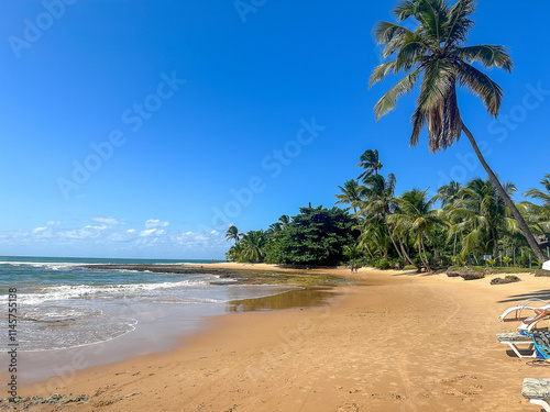 beach with palm trees