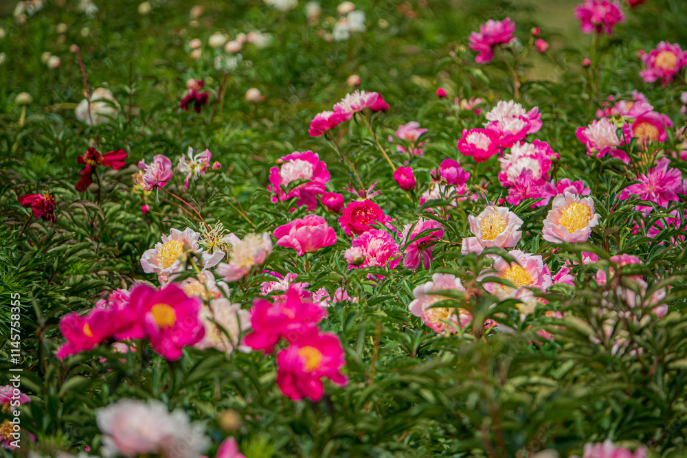 nice peonies in the garden nice peonies in the garden