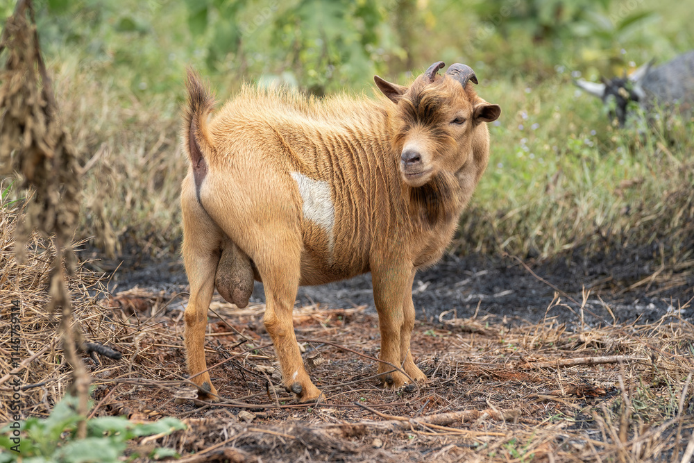 American Pygmy Goat (Capra aegagrus hircus) come from the West African Dwarf Goat in the Cameroon Valley, West Africa. American Pygmy Goat (Capra aegagrus hircus) come from the West African Dwarf Goat in the Cameroon Valley, West Africa.