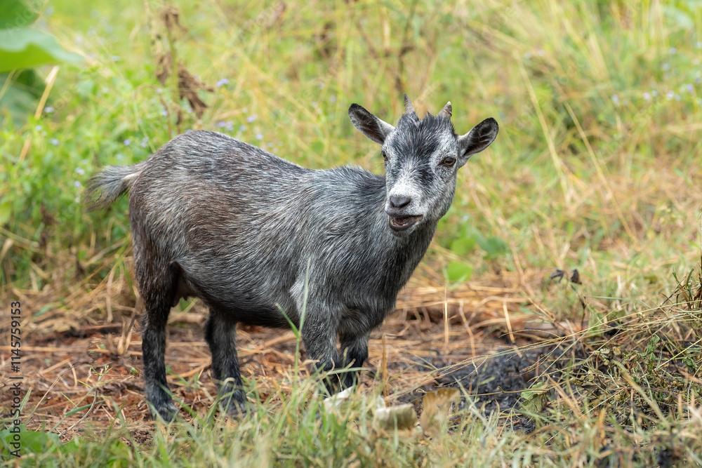 American Pygmy Goat (Capra aegagrus hircus) come from the West African Dwarf Goat in the Cameroon Valley, West Africa. American Pygmy Goat (Capra aegagrus hircus) come from the West African Dwarf Goat in the Cameroon Valley, West Africa.
