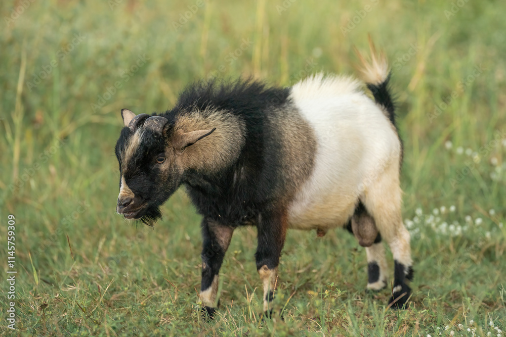 American Pygmy Goat (Capra aegagrus hircus) come from the West African Dwarf Goat in the Cameroon Valley, West Africa. American Pygmy Goat (Capra aegagrus hircus) come from the West African Dwarf Goat in the Cameroon Valley, West Africa.