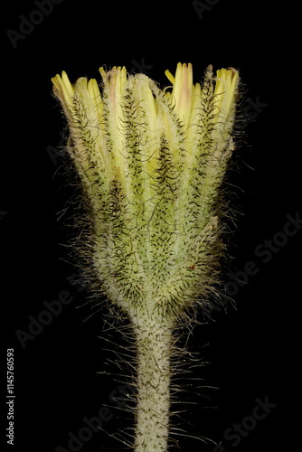 Mouse-Ear Hawkweed (Pilosella officinarum). Opening Capitulum Closeup photo