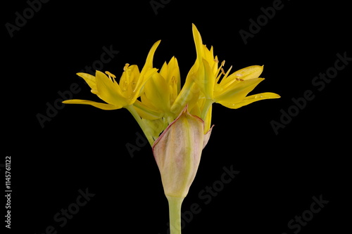 Yellow Garlic (Allium moly). Opening Inflorescence Closeup photo