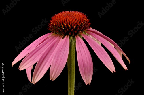 Eastern Purple Coneflower (Echinacea purpurea). Flowering Capitulum Closeup
