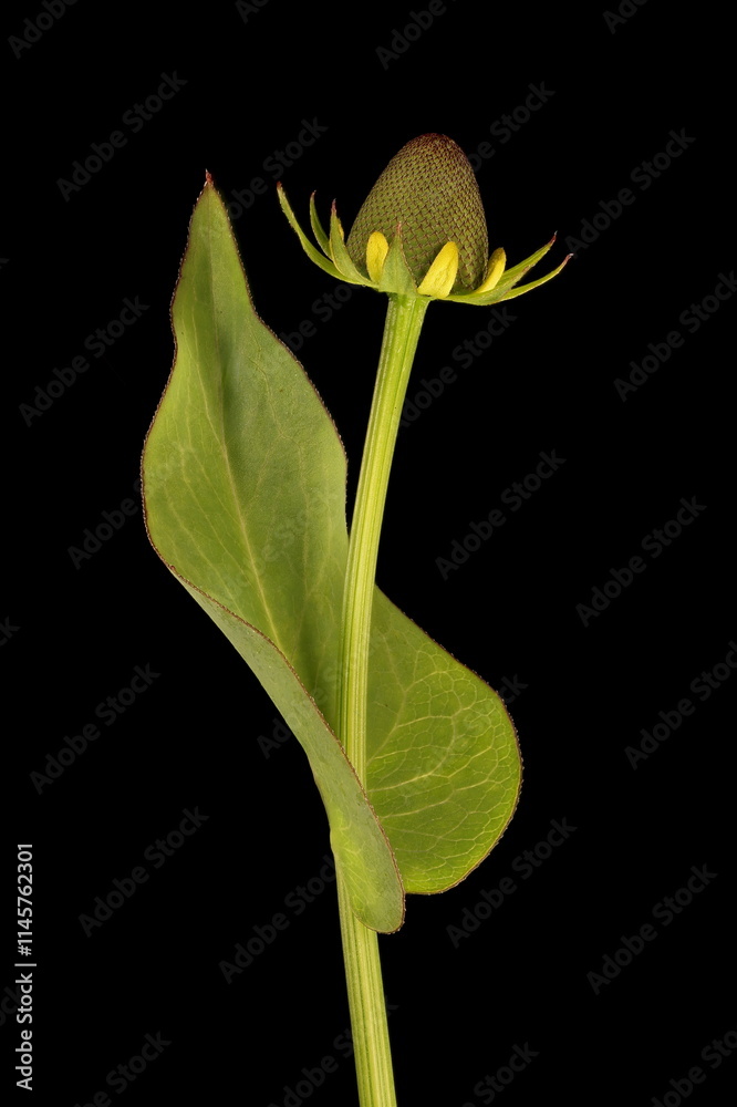 Fototapeta premium Clasping Coneflower (Rudbeckia amplexicaulis). Budding Capitulum Closeup