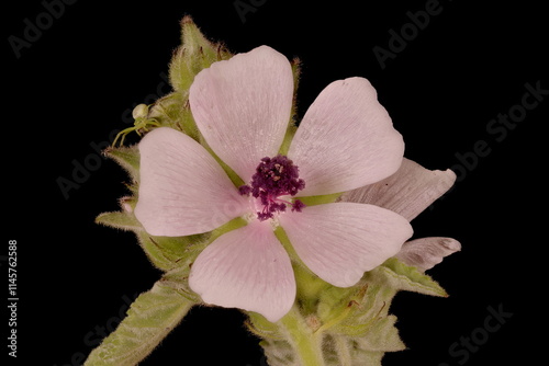 Marsh Mallow (Althaea officinalis). Flower Closeup photo