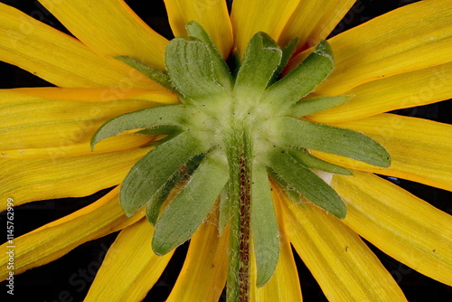 Orange Coneflower (Rudbeckia fulgida). Involucre Closeup photo