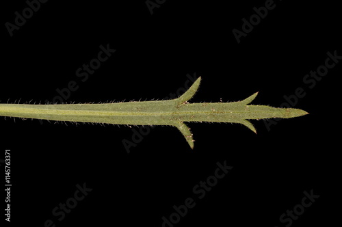 Sea Plantain (Plantago maritima). Leaf Closeup photo