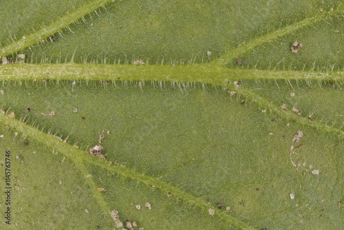 Painted Tongue (Salpiglossis sinuata). Basal Leaf Detail Closeup photo