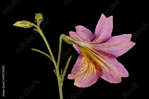 Painted Tongue (Salpiglossis sinuata). Inflorescence Closeup photo