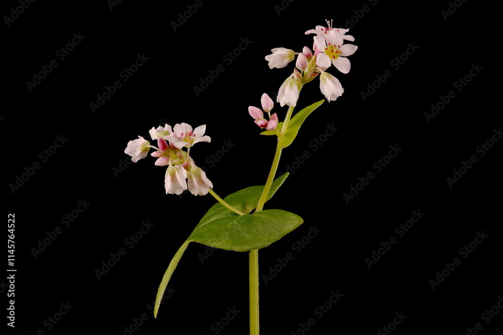 Buckwheat (Fagopyrum esculentum). Inflorescence Closeup Buckwheat (Fagopyrum esculentum). Inflorescence Closeup