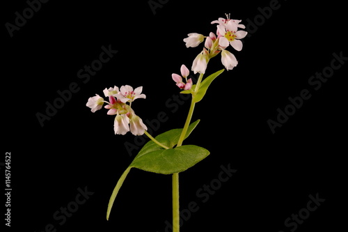 Buckwheat (Fagopyrum esculentum). Inflorescence Closeup