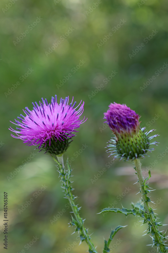 Milk thistle (lat. Silybum marianum) blooming in the forest on a summer day Milk thistle (lat. Silybum marianum) blooming in the forest on a summer day