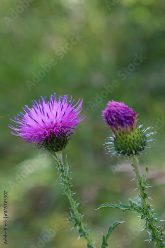 Milk thistle (lat. Silybum marianum) blooming in the forest on a summer day