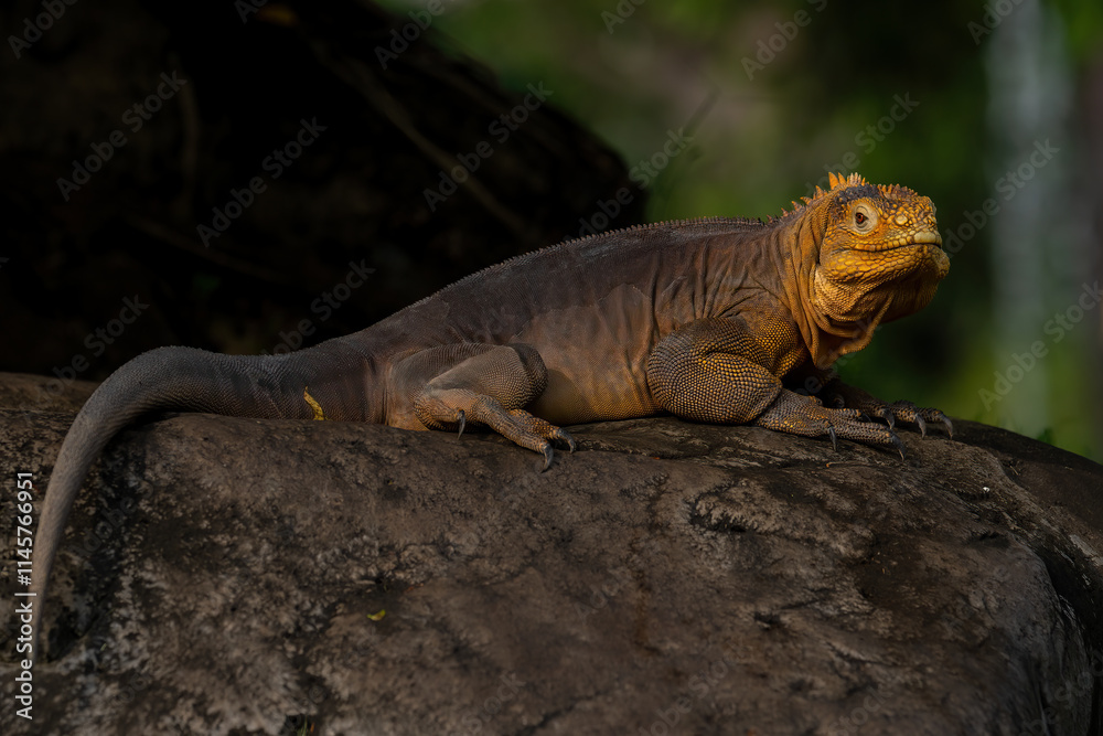 Galápagos Land Iguana (Conolophus subcristatus) is a very large species of lizard in the family Iguanidae. Galápagos Land Iguana (Conolophus subcristatus) is a very large species of lizard in the family Iguanidae.