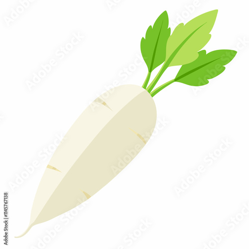 white long radish isolated white background