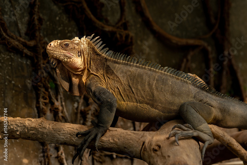 Lesser Antillean iguana (Iguana delicatissima) or West Indian iguana is a large arboreal lizard endemic to the Lesser Antilles.