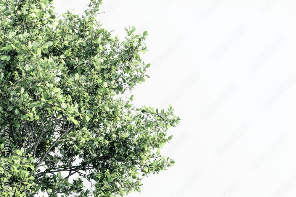 Lush green foliage of tree branches against white background. Lush green foliage of tree branches against white background.