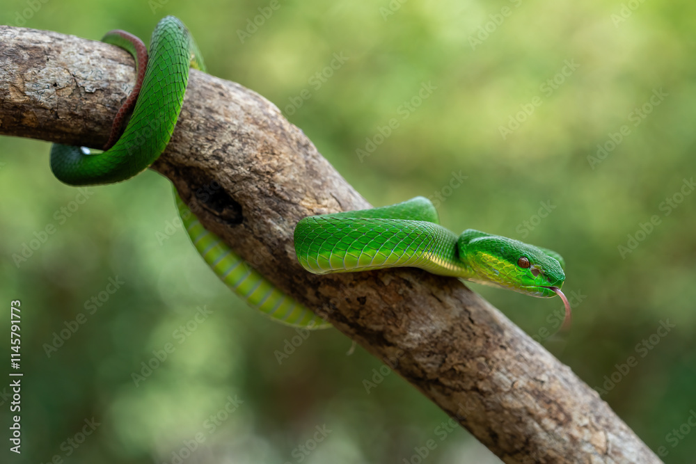 Obraz premium Green White-lipped Pit Viper (Trimeresurus insularis). Indonesian viper snake on tree branch.