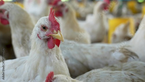 Group of healthy broiler chicken in poultry