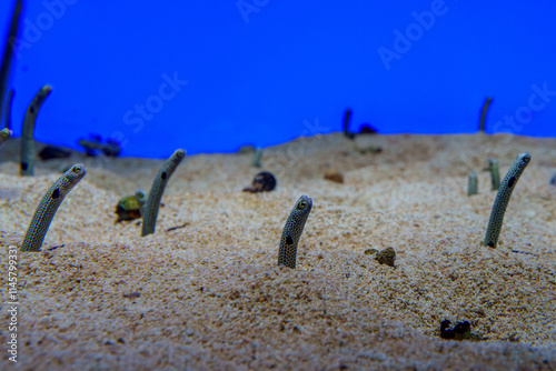 青い水槽で砂に埋まっているチンアナゴ、Spotted Garden Eel photo