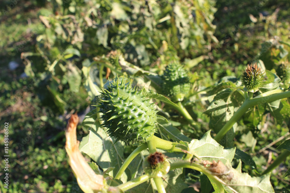 Fruits of Datura (Datura stramonium). Photo taken in Abkhazia Fruits of Datura (Datura stramonium). Photo taken in Abkhazia