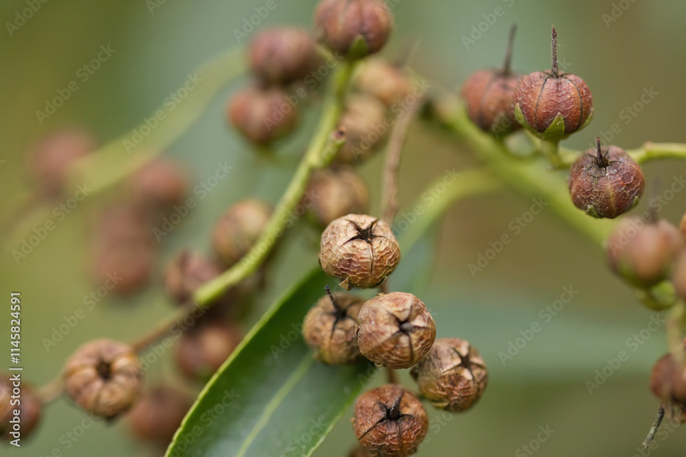 dried brown fruits of a lavender heather, browned berries, withered brown berries on a bush, dried fruits in autumn, autumn colours Pieris
dried brown fruits of a lavender heather, browned berries, withered brown berries on a bush, dried fruits in autumn, autumn colours Pieris