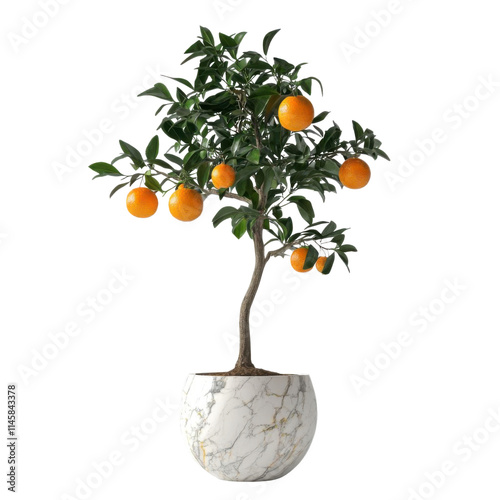 Orange tree, white isolate background