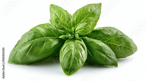 photo of basil isolated on a white background