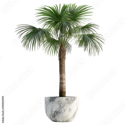 Palm tree in marble pot, white isolate background