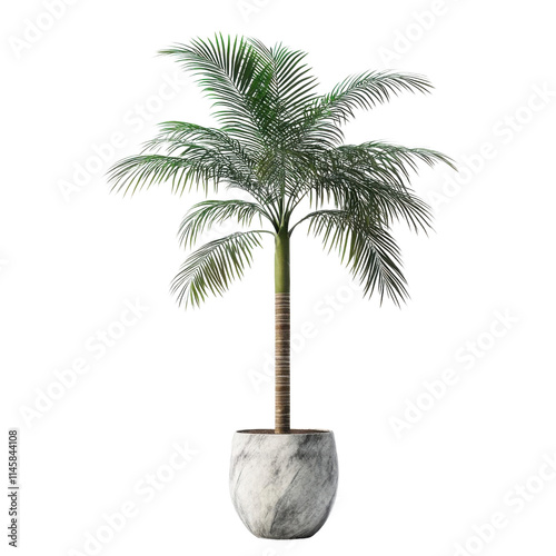Palm tree, white isolate background