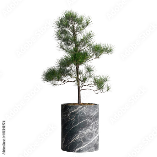 Potted pine tree, white isolate background