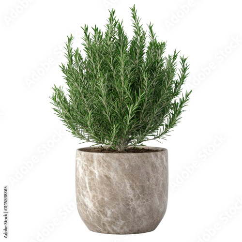 Potted rosemary plant, white isolate background