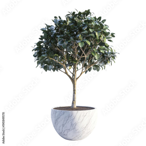 Potted tree, white isolate background