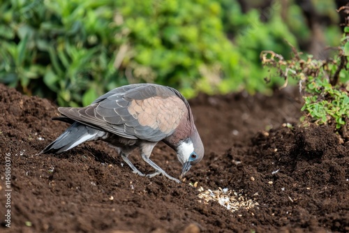 Galapagos Dove Pecking Ground photo