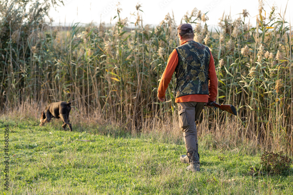 Mature hunter man holding a shotgun and walking through a field Mature hunter man holding a shotgun and walking through a field