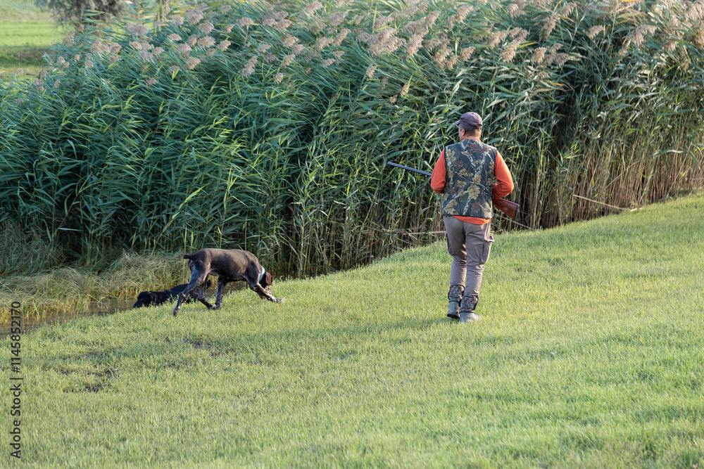 Mature hunter man holding a shotgun and walking through a field Mature hunter man holding a shotgun and walking through a field
