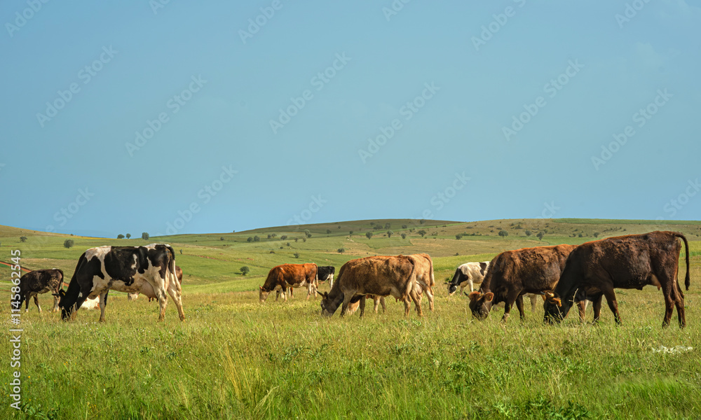 Cows grazing landscape with serene pastoral scene capturing the beauty of rural life. Livestock in a lush green field. Cows grazing landscape with serene pastoral scene capturing the beauty of rural life. Livestock in a lush green field.