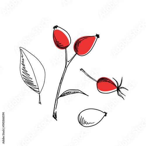 Rosehip, berries on a twig, leaves, illustration the sketch is hand-drawn with a line, isolated on a white background. Botanical contour drawing, autumn wild element for decoration, label, design