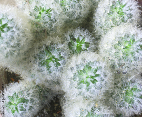 Cactus natural background texture photo