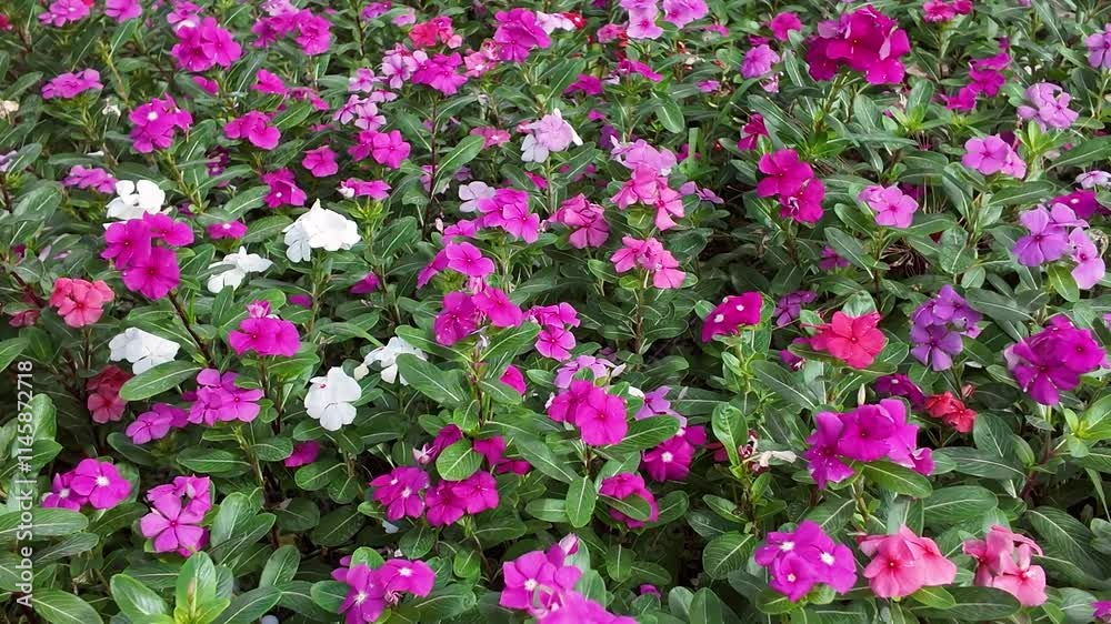 Vibrant Madagascar Periwinkle Patch Vibrant Madagascar Periwinkle Patch